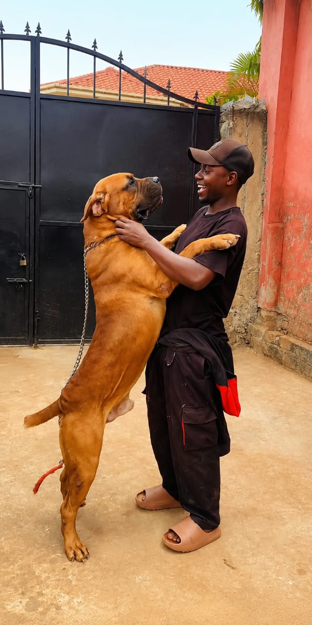 Dog care service