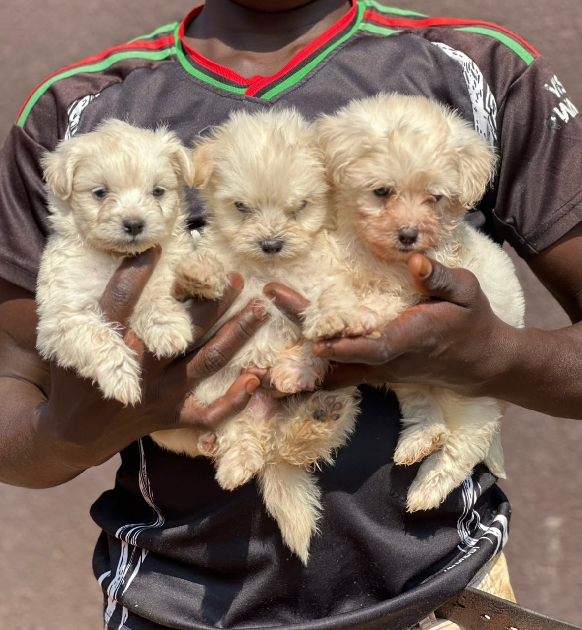 Dog in care
